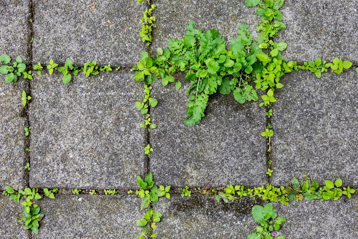 コンクリートブロックの境目から懸命に生える草