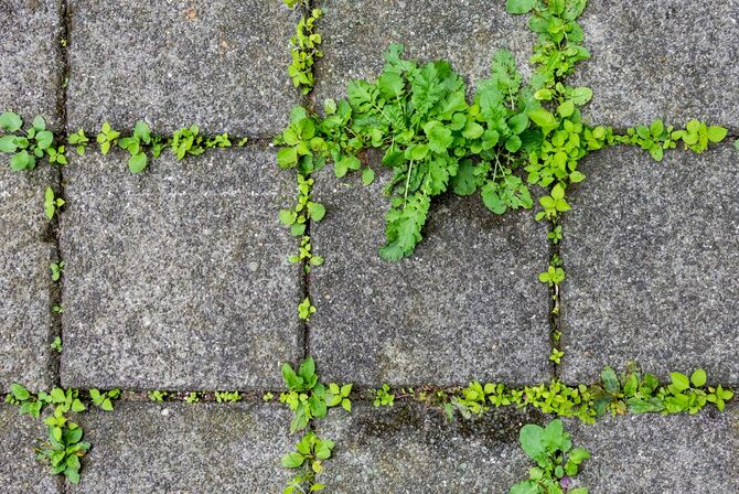 コンクリートブロックの境目から懸命に生える草