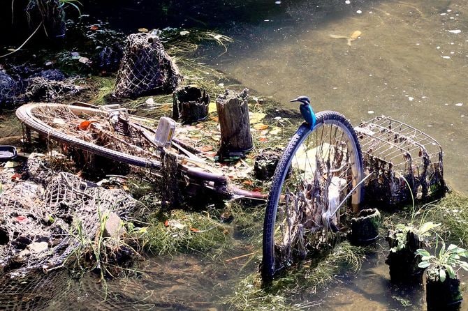 カワセミ（写真＝筆者撮影、出所＝『カワセミ都市トーキョー』より）