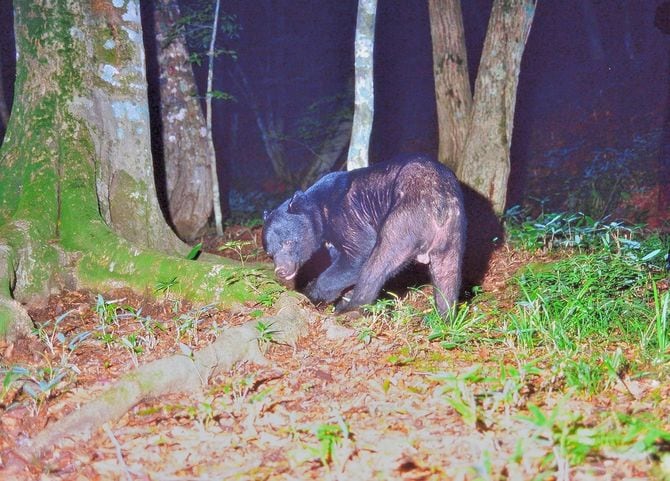 老獣のオスグマの外性器