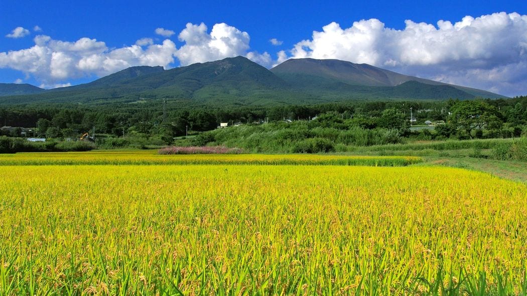 なぜテレビはコメ価格高騰の根本に迫ろうとしないのか…消費者の涙ぐましい工夫と嘆きばかり報じるおかしさ 表層をなぞる報道にとどまっている