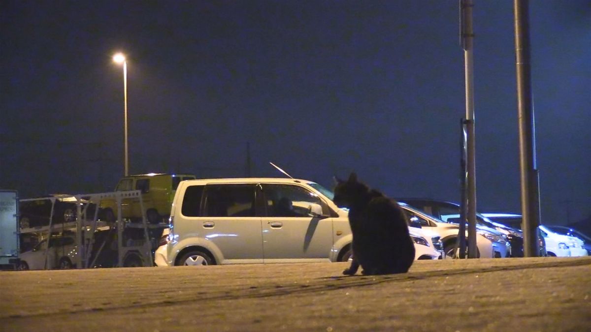 6年間 道の駅で毎晩車中泊 放浪を続ける 猫のおじさん の胸の内 家はなく 人知れず晩年を過ごす President Online プレジデントオンライン