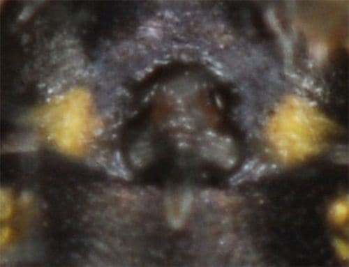 【写真14】ギンメッキゴミグモの垂体(出典=『カラー版 クモの世界 糸をあやつる8本脚の狩人』)