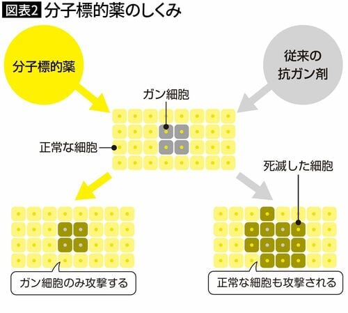 【図表2】分子標的薬のしくみ