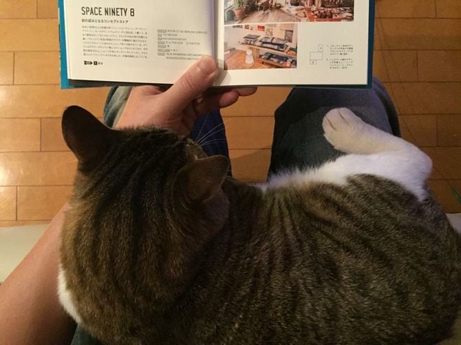 「ねこずかん」の正式リリースを見届けることなく、コタローは永遠の眠りについた
