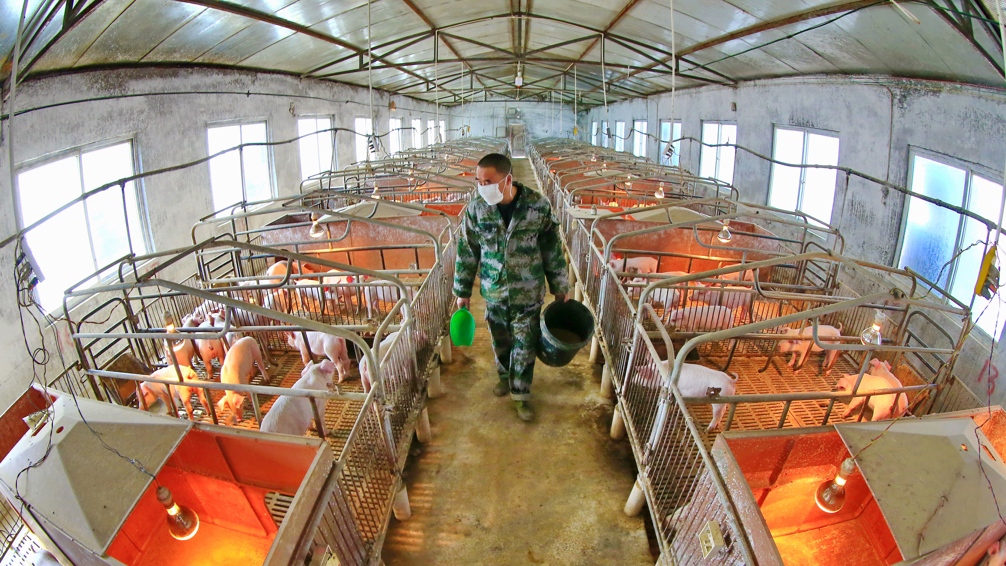 養豚界　2019年、2020年、2021年（32冊セット）農業養豚場豚舎生産管理