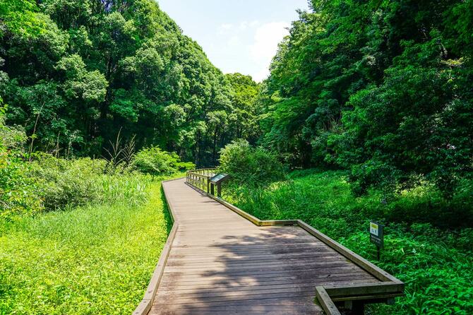 新緑に囲まれた沼地の遊歩道