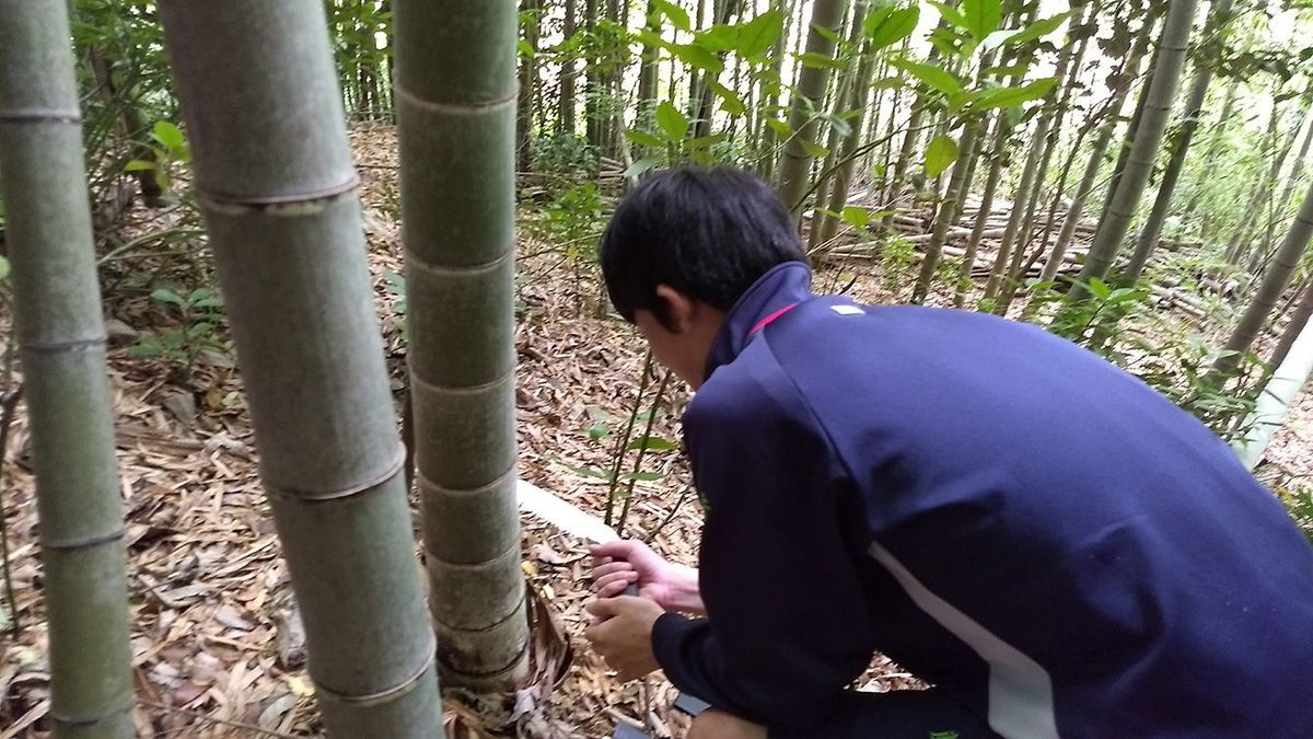 津和野高校時代は竹林の保全活動に取り組んだ