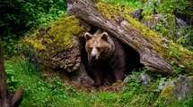｢震えるクマ｣は人間を怖がっているのではない…クマ研究家が雪山で知った｢野性が放つ反撃直前のサイン｣