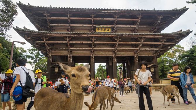 奈良の東大寺にいる鹿たち