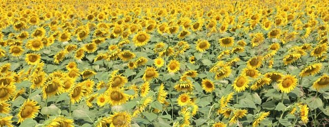 一面に咲くひまわり