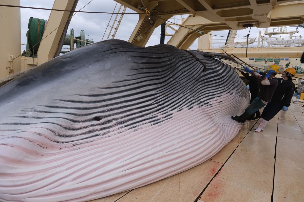 EEZ内で捕獲したイワシクジラをデッキに上げる様子