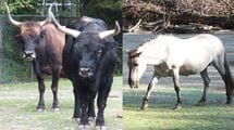 ｢絶滅動物を交配で再生｣ナチス政権下のベルリン動物園が進めた危険な計画