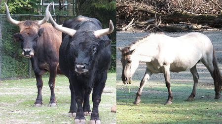 絶滅動物を交配で再生 ナチス政権下のベルリン動物園が進めた危険な計画 本物以上に本物らしい 怪物が President Online プレジデントオンライン