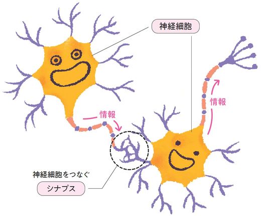 【イラスト】情報の通り道「シナプス」を たくさん育てると「賢い脳」になる