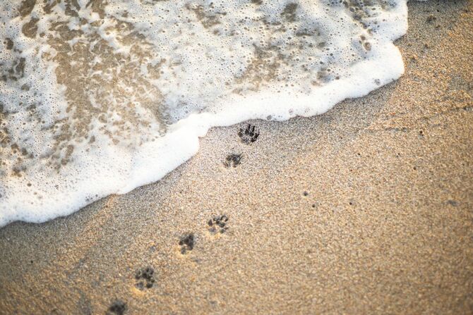 波打ち際に犬の足跡