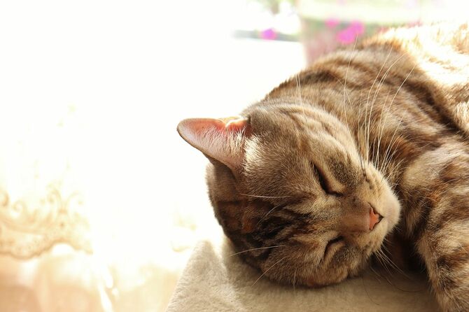 寝顔が日光の下でとてもかわいい猫