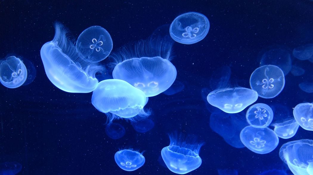 来館者が4倍超に激増した…｢クラゲしかいない｣尖りすぎた水族館にお客が殺到した本当の理由 年間9万人にまで落ち込んだ来館者数が38万人に激増