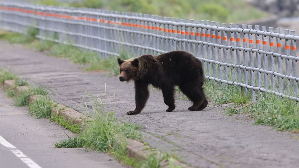 死んだふりで｢片目､片手､片足になりました｣…80年間の新聞を分析して判明｢人食いグマ｣から生き延びる方法【2025年11月BEST】 北海道の古老が語った｢クマと遭遇したときの心得｣
