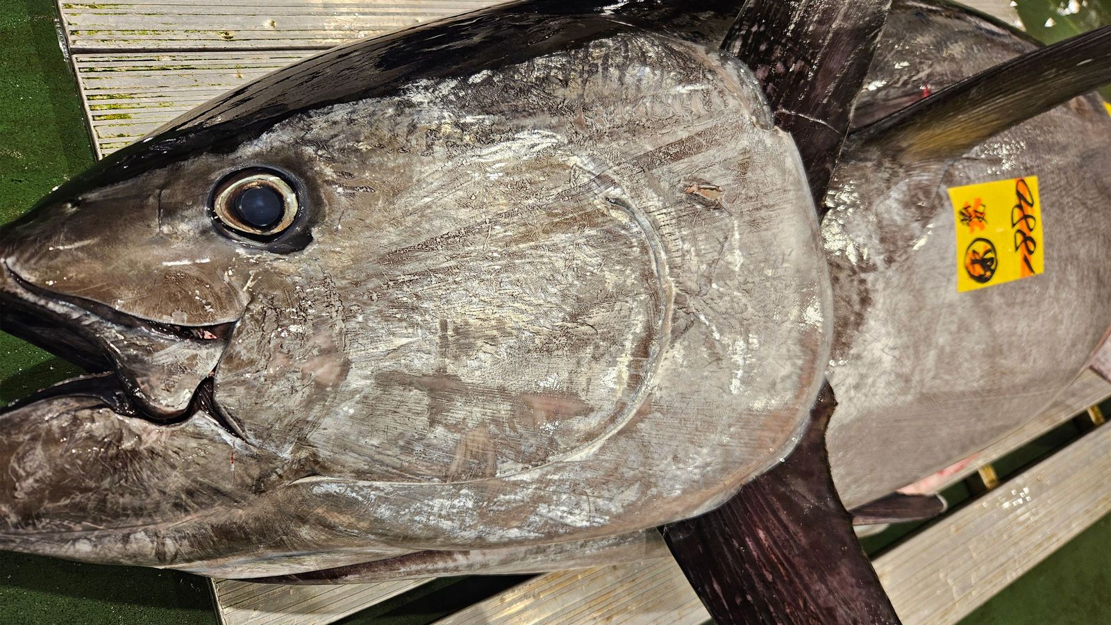 ｢東京産本マグロ｣に1キロ4000円の高値がつく…東京の海で天然本マグロがバンバン獲れるようになったワケ 高級すし店のネタになることも珍しくない