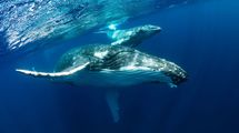 クジラは森林並みに大量の炭素を｢除去｣していた──米調査