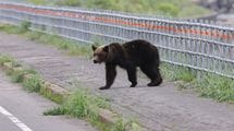 死んだふりで｢片目､片手､片足になりました｣…80年間の新聞を分析して判明｢人食いグマ｣から生き延びる方法