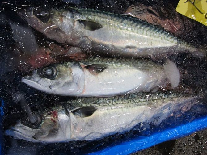 大型で脂が乗った国産のマサバ(豊洲市場)