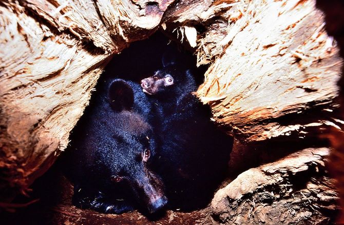 天然杉の切り株の中で越冬中の母子。子グマは生後13カ月