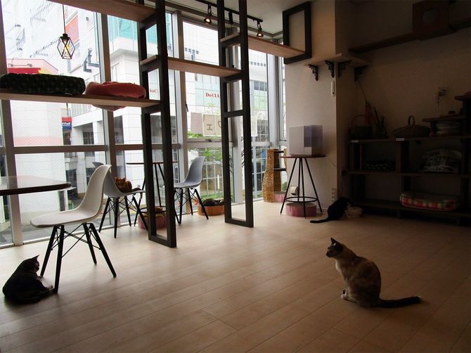 譲渡型猫カフェ「ケット・シー」の店内の様子