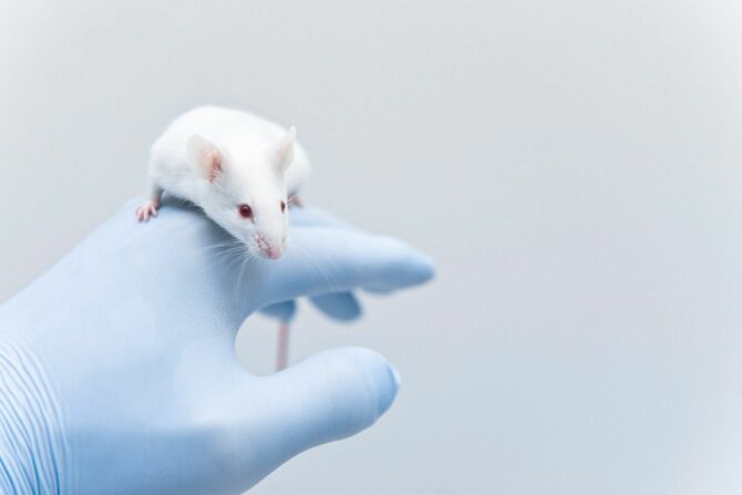 手袋をした研究者の手に乗るマウス