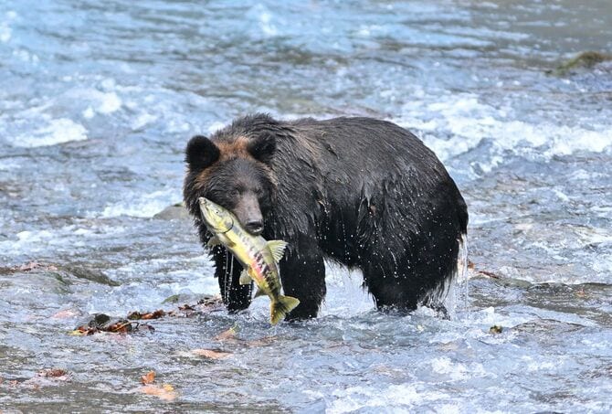 渓流でサケを捕まえるヒグマ