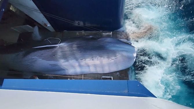 オホーツク海で捕獲され引き揚げられるナガスクジラ（2025年4月撮影）