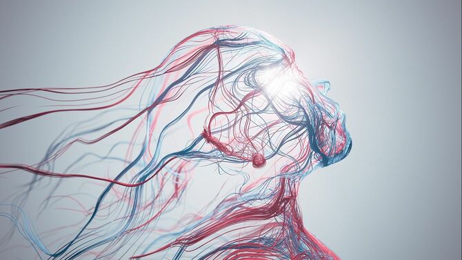 抽象的な人間の頭部、血流