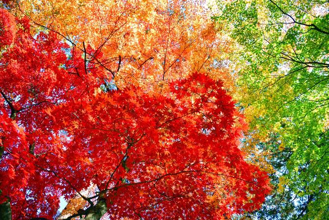 秋の到来を知らせる紅葉