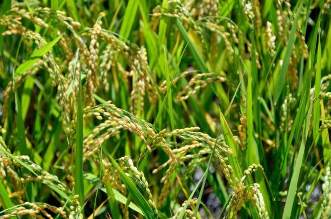 川勝知事の「コシヒカリ発言」が問題になった