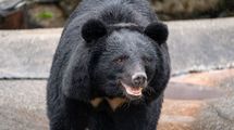 だからクマもシカもトドも溢れかえった…日本で害獣問題が繰り返される本当の理由と解決の切り札