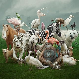 もし動物に生まれ変わるなら 努力の報われる人が答える動物の名前 適切な目標設定 が成果を生む President Online プレジデントオンライン