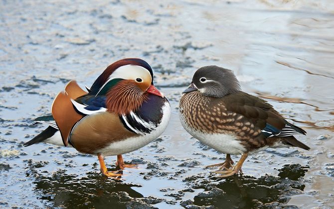 マンダリンアヒルのカップル