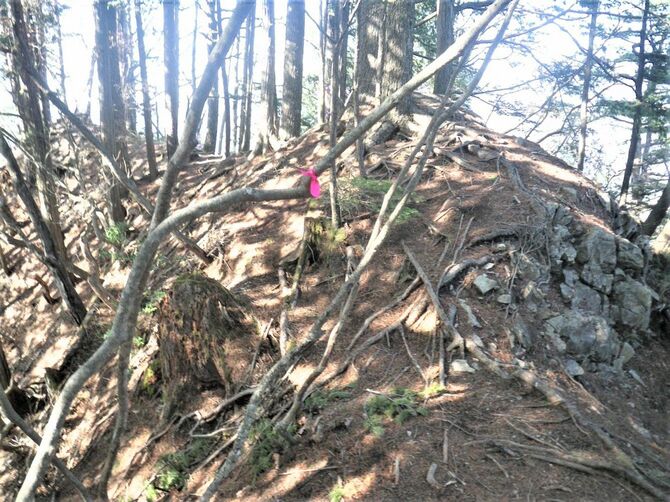 一般登山道の稜線の様子。木の根や岩で、どこがルートなのか判別しにくい