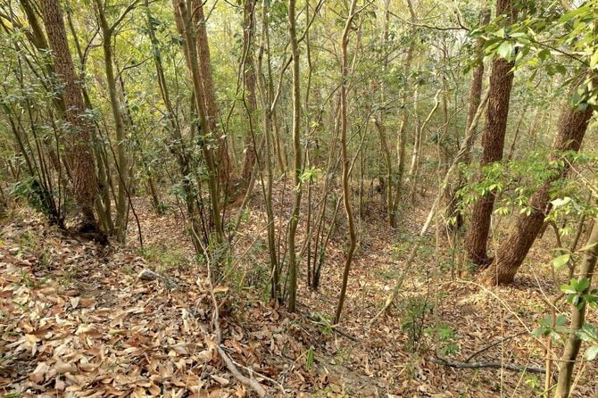 主尾根西端、北側斜面の畝状竪堀群