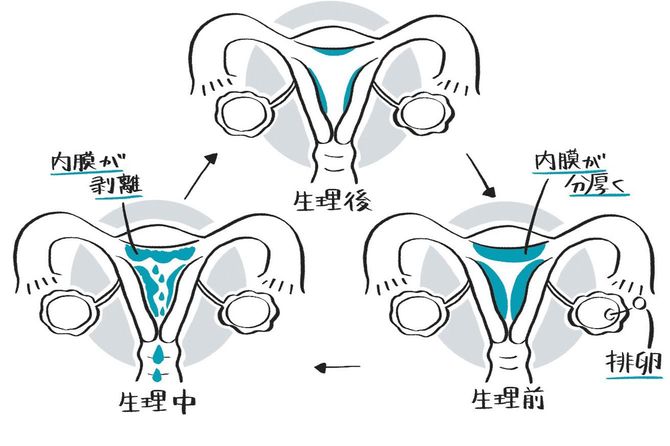 生理のメカニズム