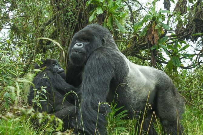 オスがメスに覆いかぶさり、求愛している様子