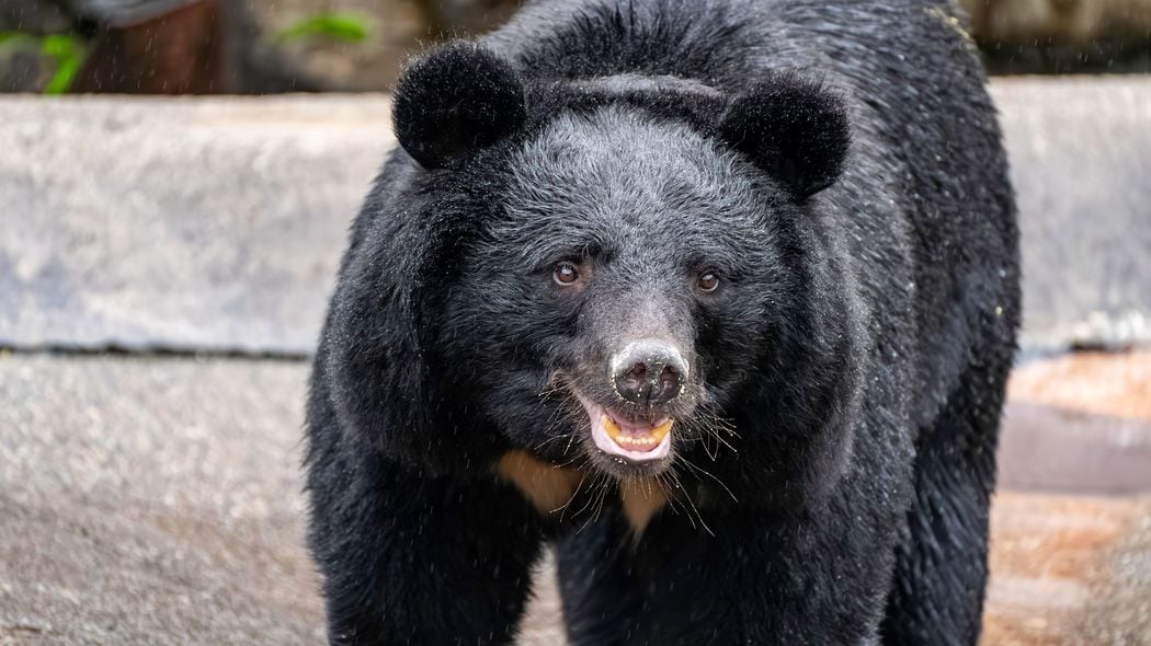時速50キロのクマに｢背を向けて走る｣は命取り…人身被害データで判明した｢遭遇時の生存率を上げる鉄則｣