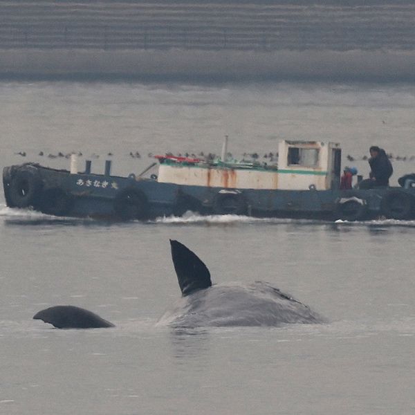 そのままでは腐敗しながら海洋を漂い続ける…マッコウクジラの｢よど