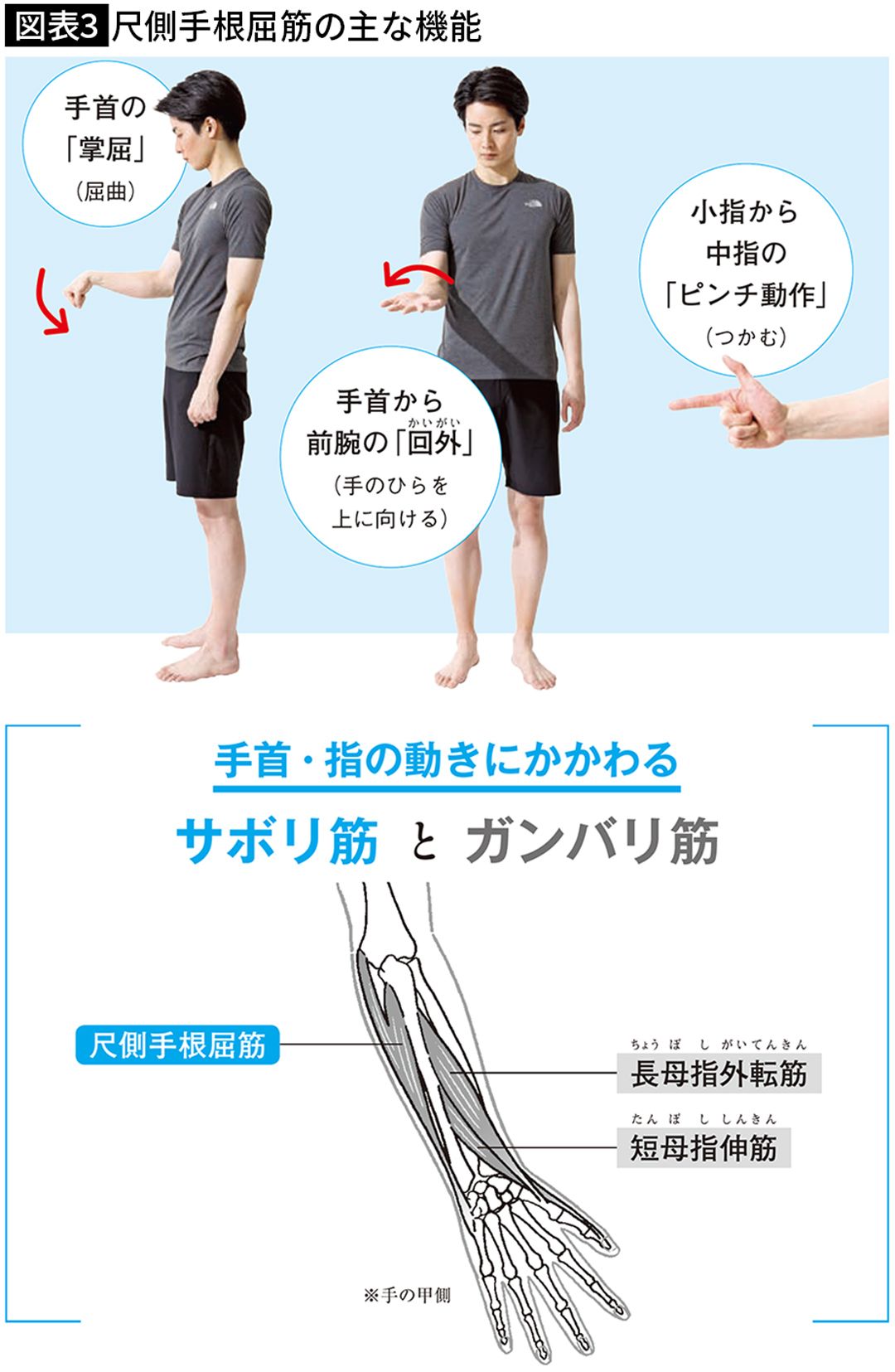 【図表3】尺側手根屈筋の主な機能