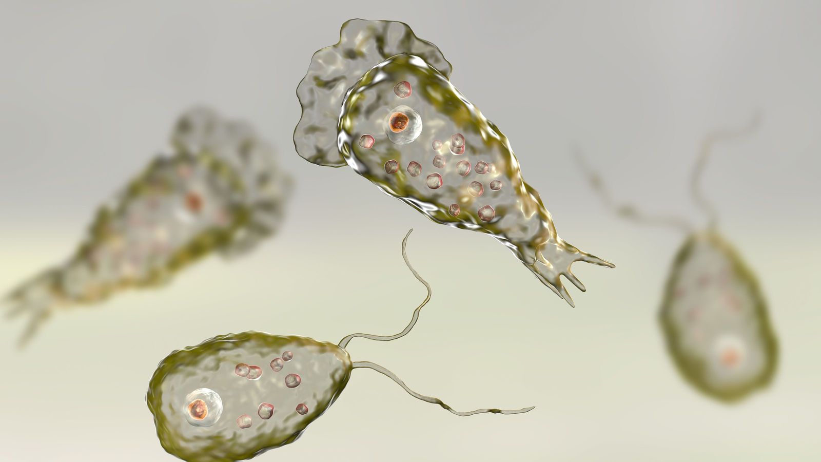 脳に侵入する｢殺人アメーバ｣が地球温暖化により北上しているおそれ