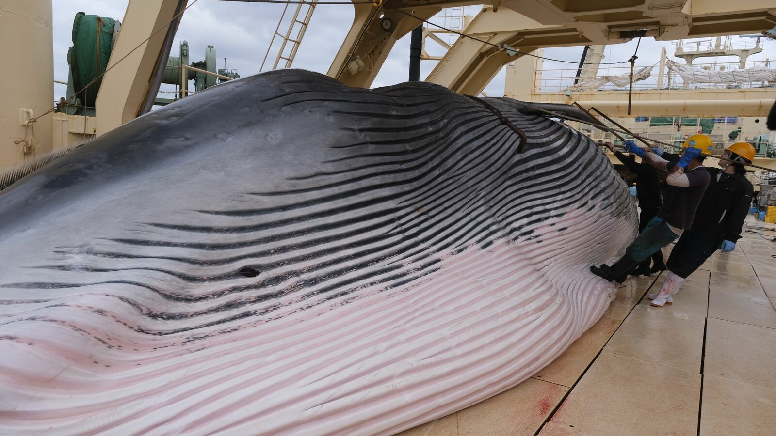 ｢クマがかわいそうだから殺すな｣と抗議するのと同じ…クジラが｢海の靖国問題｣と呼ばれるようになった背景 捕鯨は｢日本文化｣｢かわいそう｣と主張する人が見落としている視点