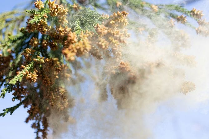 杉の花粉