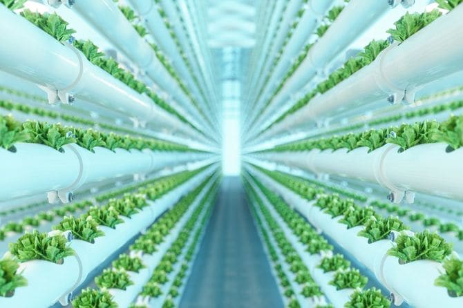 栽培レタスを用いた垂直水耕植物システムのクローズアップ図