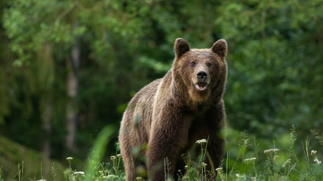 クマは人間を食べるだけでなく｢子供をさらう｣…北海道の新聞が報道｢9年間クマに育てられた少女｣の真実 行方不明ののち発見された子供が語ったこと